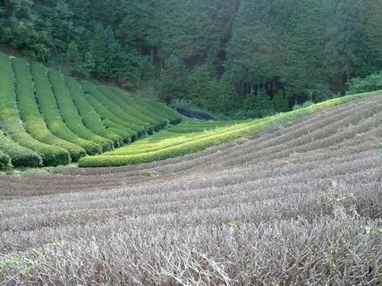 Cultivation