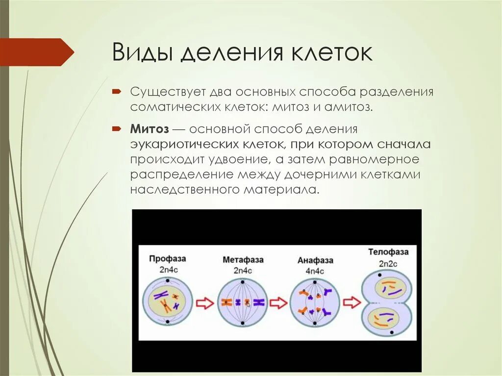 Деление клетки митоз. Основной способ деления эукариотических клеток. Митоз это основной способ деления. Митоз деление соматических клеток. Два основных способа деления клеток.