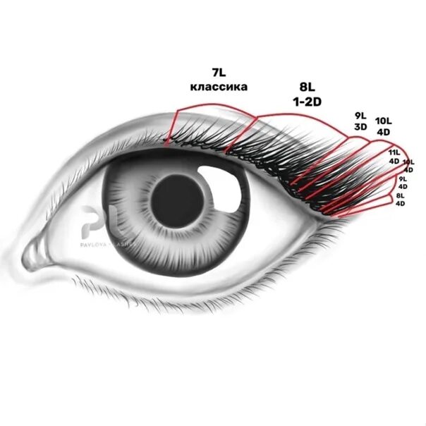 Схема наращивания ресниц лисий эффект 2д изгиб д. Схема наращивания ресниц лисий эффект 2д изгиб с. Экстремально лисий эффект схема. Лисий эффект наращивание 2д схема. Классика наращивание схема.