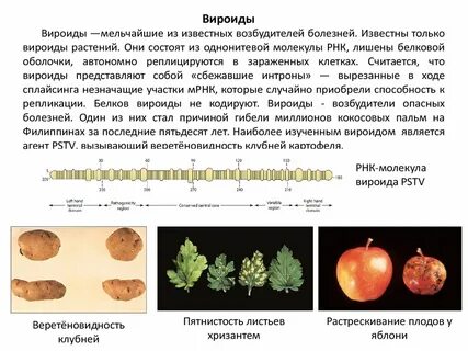 Возбудители заболеваний растений