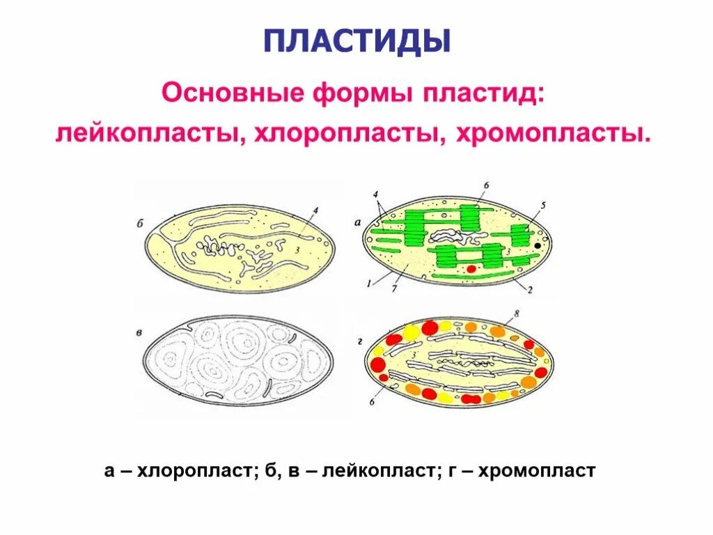 Формы пластид. Пластиды хлоропласты строение рисунок. пластиды хлоропласты хромопласты лейкопласты строение. пластиды хлоропласты хромопласты лейкопласты. строение хлоропласта лейкопласта и хромопласта.