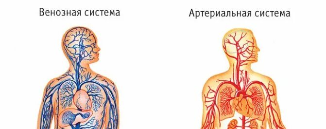 Особенность артериальной крови. Венозная и артериальная кровь цвет. Венозная и артериальная кровь различия. Артериальная и венозная система человека. Артериальная кровь и венозная кровь.