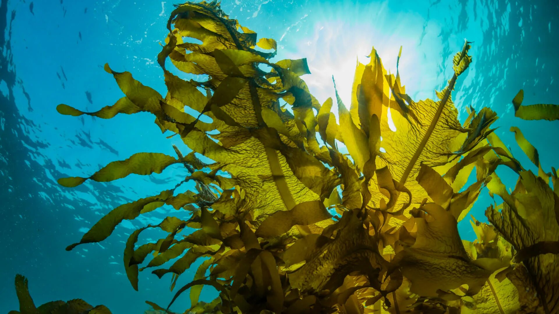 Морские водоросли ламинария. Водоросль морская капуста ламинария. Бурые водоросли ламинария. Ламинариевые бурые водоросли.