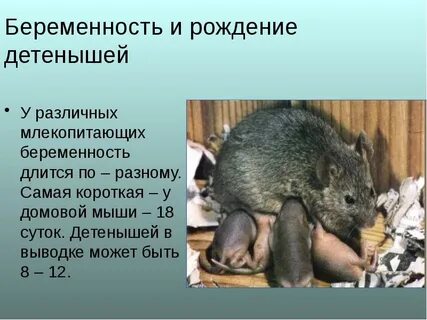 Самой беременность у млекопитающих