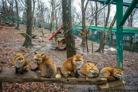 Парк лис
