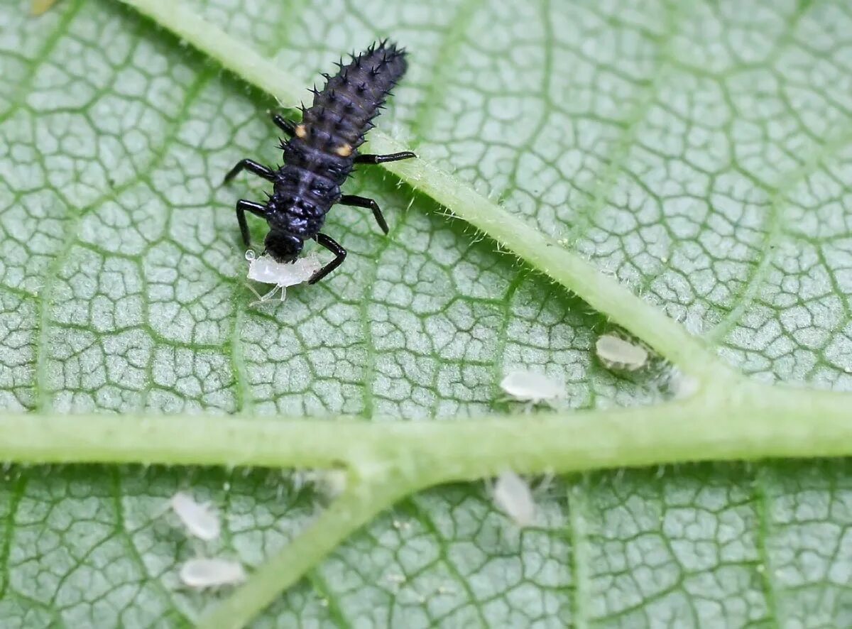 File:Ladybug larva (5466297550).jpg Wikimedia Commons