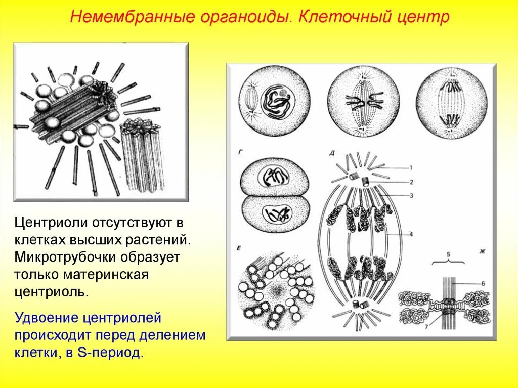 Клеточный центр отсутствует. Центриоли в клетках грибов. Немембранные органоиды клетки клеточный центр. Центриоли клеточного центра у грибов. Клеточные органоиды центриоли.