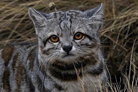 Келласская кошка