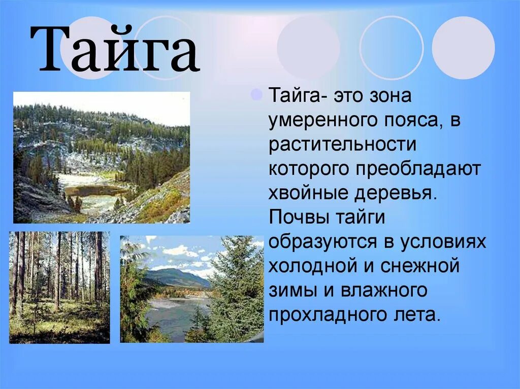 В этой природной зоне преобладают хвойные. Тайга презентация. Тайга природная зона. Описание тайги. Почвы зоны тайги.