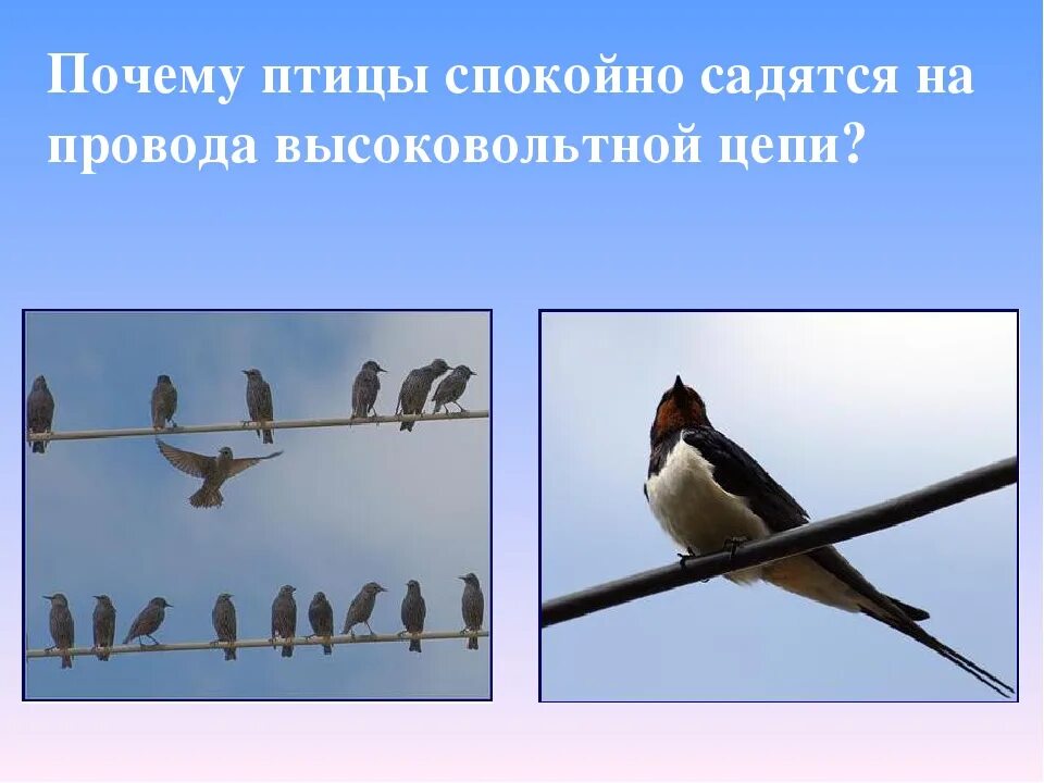Почему птицы садятся на провода. Почему птицы сидят на проводах. Почему птицы садятся. Птицы спокойно сидят.