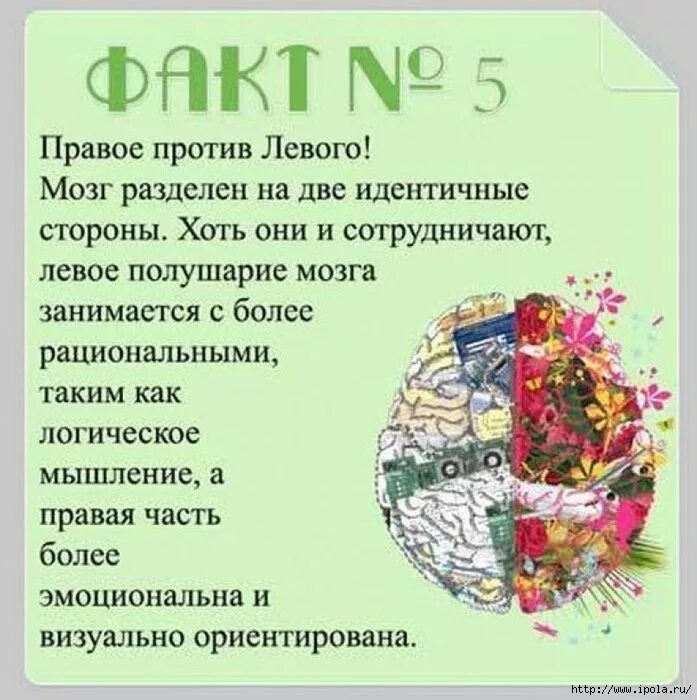 Интересные факты о головном мозге. Интересные факты о мозге для детей. Интересное про мозг. Интересные факты о человеческом мозге.