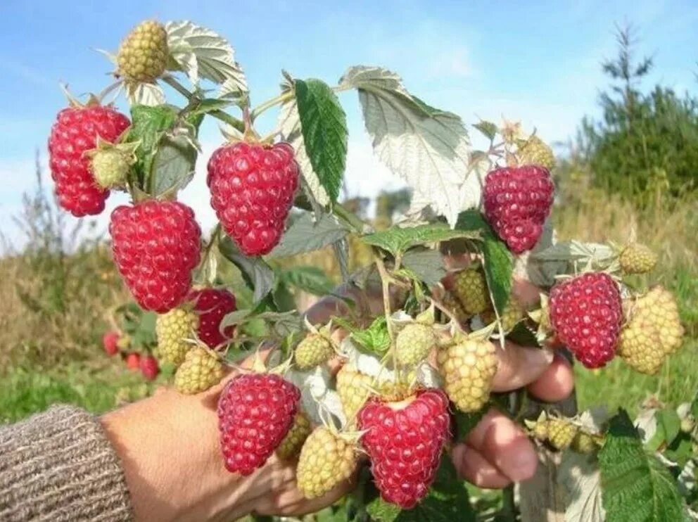 Малина сорта брянское диво отзывы. Малина ремонтантная Брянское диво. Малина ремонтантная Жар птица. Малина сорт Жар птица. Малина ремонтантные сорта Брянское диво.