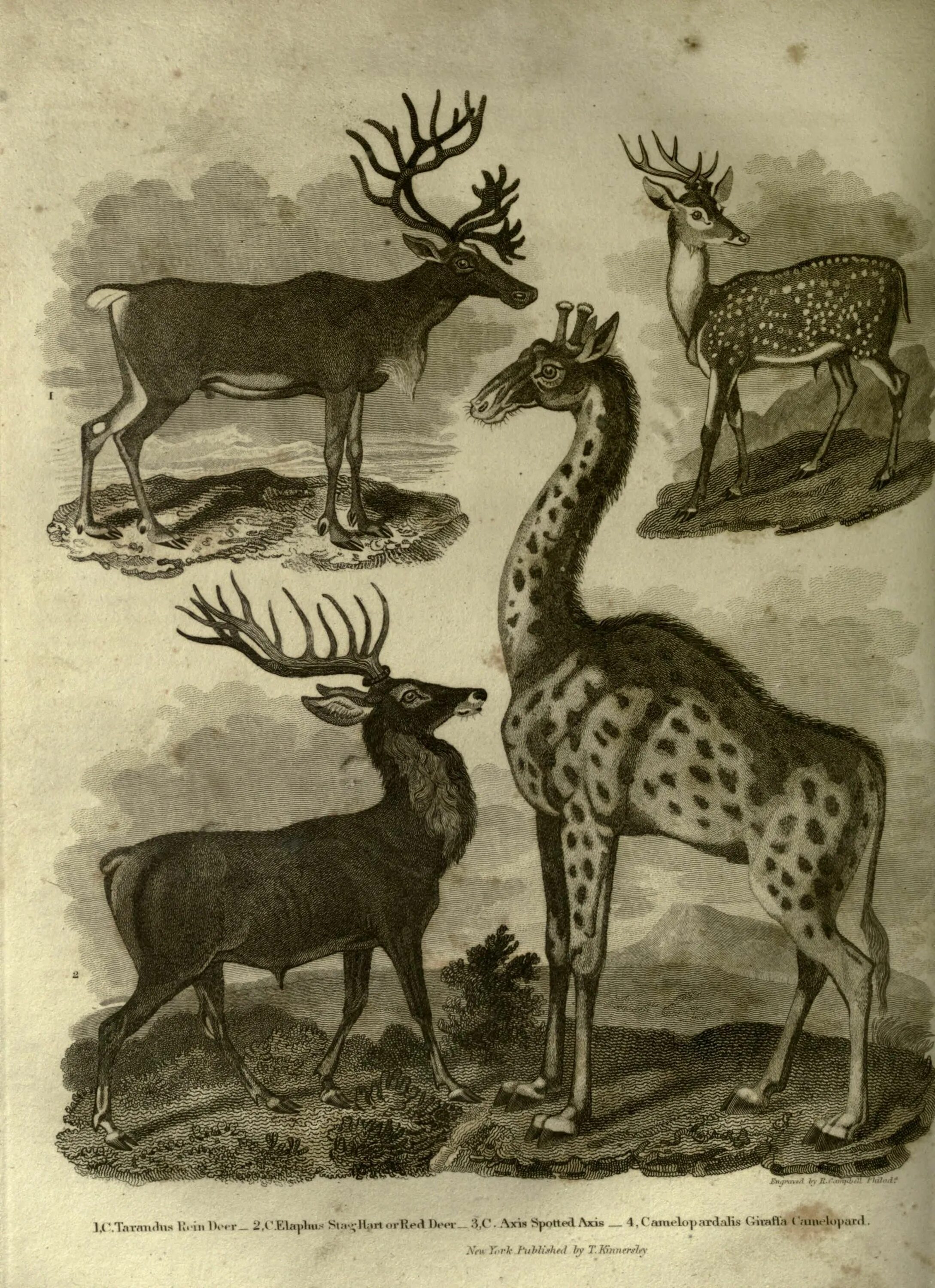 Фото животного камелопард. Камелопард животное в библии. Камелопард. Старинные рисунки животных. Кто такой камелопард.