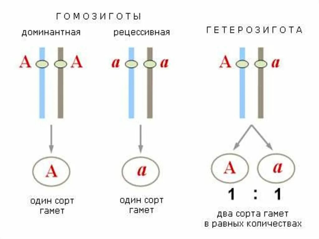 Генотипе доминантного гомозиготного организма. Аллельные гены это гетерозиготные. Гомозиготные гены пример. Гетерозиготный генотип как определить. Гомозигота и гетерозигота примеры.
