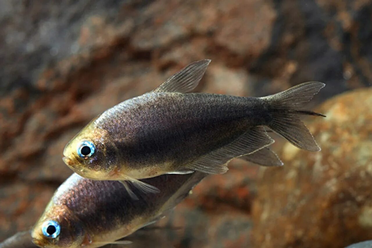 Тетра королевская Пальмери (Nematobrycon Palmeri Lacortei) Тетра Императорская