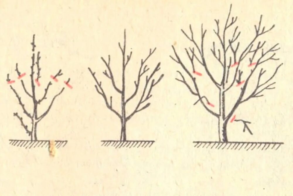 Формировка кроны черешни. Правильная обрезка вишни весной схема. Обрезка черешни осенью схема. Правильная обрезка вишни весной.