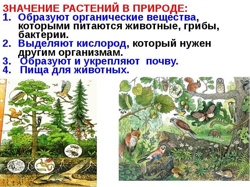 Биология 5 класс значение растений в природе. Роль растений в природе. Значение в прирожерастения. Значение растений в природе. Важность растений в природе.