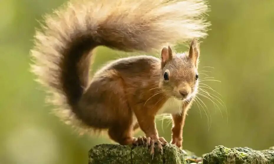 Белка цифра 4. Обыкновенная белка. Вымирание рыжих белок. Squirrel Protection Day.