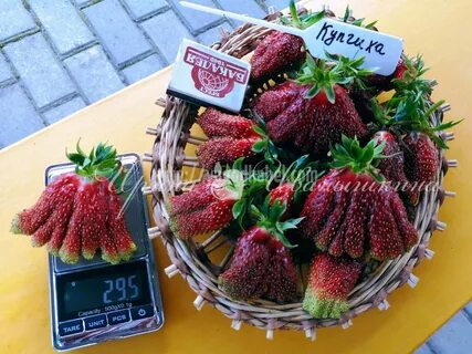 Клубника купчиха характеристика и описание