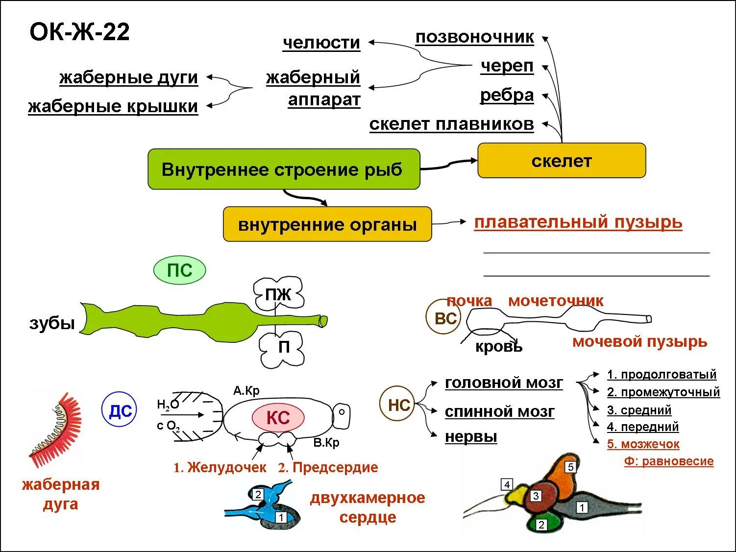 Биология 7 конспект. Опорный конспект внутреннее строение рыб. опорные конспекты по зоологии для подготовки к егэ. опорный конспект рыбы биология. опорный конспект костные рыбы.