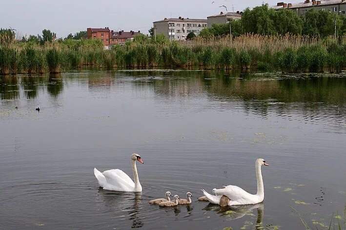 Х лебеди краснодарского