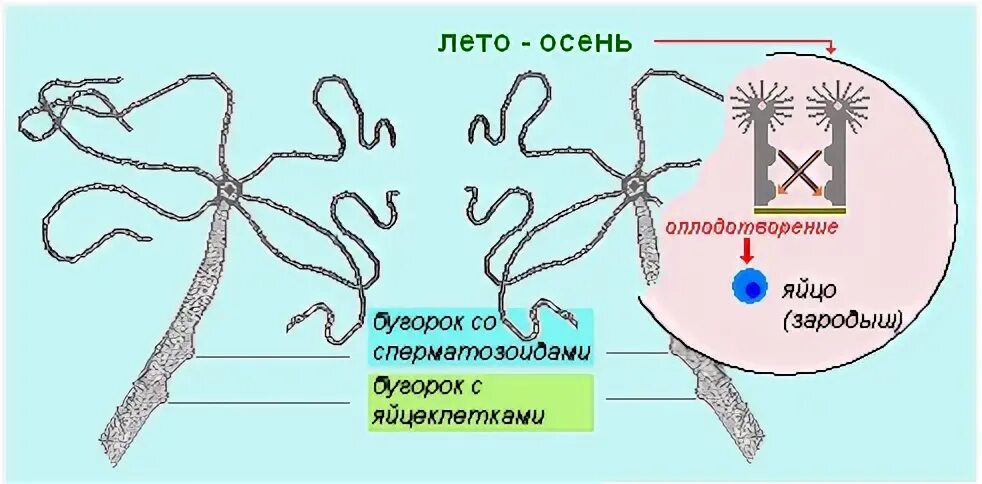 Тип кишечнополостные контрольная работа