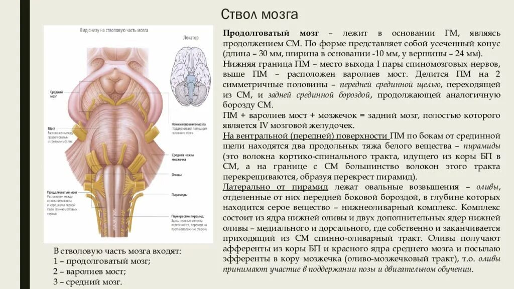 Какие отделы мозга входят в состав ствола. Головной мозг ствол мозга продолговатый мозг строение. Вентральная поверхность ствола головного мозга. Перекрест пирамид продолговатого мозга. Стволовая часть продолговатого мозга.