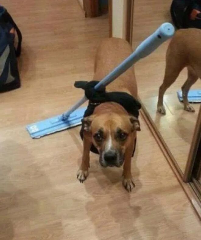 Bissell stain eraser. Собакой моют пол. Енот убирается. Собакой моют пол. Моет пол в деревне.