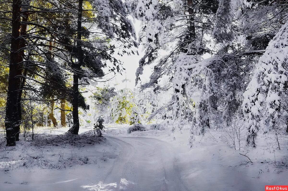уьлеса наопушке жила зима. домик в зимнем лесу. у леса на опушке жила зима в избушке витас слушать. у леса на опушке жила зима в избушке текст. у леса на опушке текст.