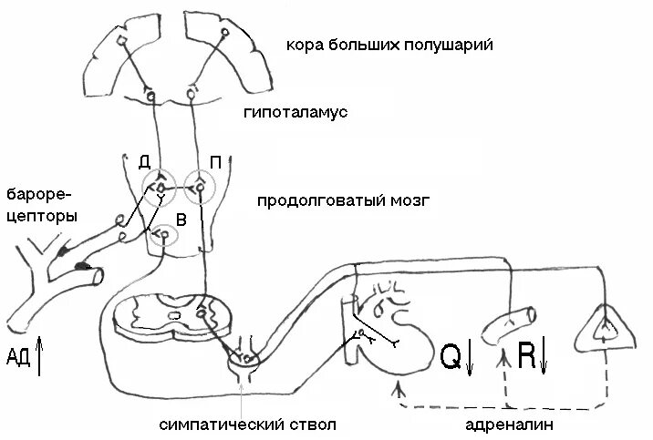 Рефлекторная дуга регуляции артериального давления. Рефлекторная дуга регуляции ад. Рефлекторная регуляция тонуса сосудов и артериального давления. Схема барорецептивного рефлекса.