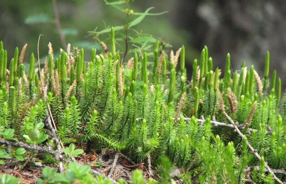 Место плауны. Плаун булавовидный. Плаун ликоподий. Плаун булавовидный Lycopodium clavatum l.. Ликоподий (плаун булавовидный).