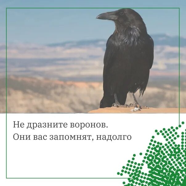 Ворона дразнит. Не умная птица. Самая умная птица. Умная птица картинка.