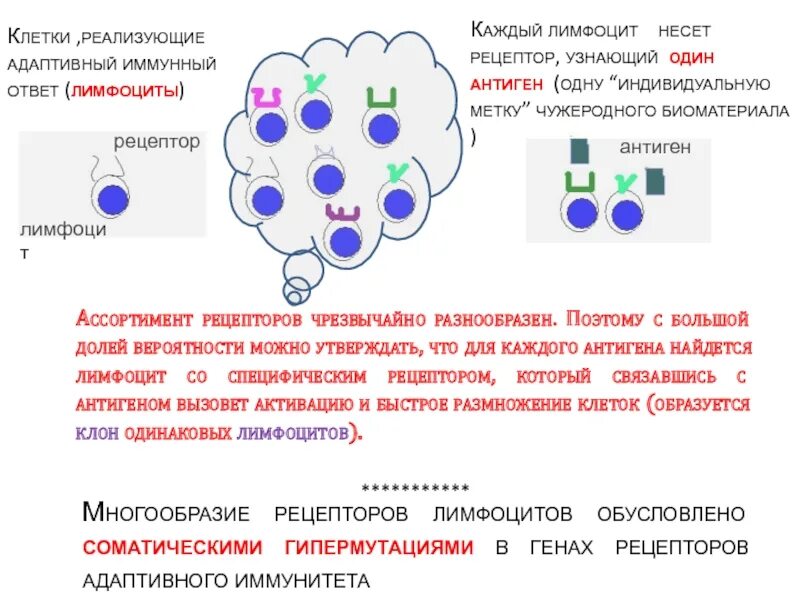 Клетки адаптивного иммунного ответа. Клеточный адаптивный иммунный ответ. Клетки адаптивного иммунитета. Клетки, относящиеся к адаптивному иммунитету.