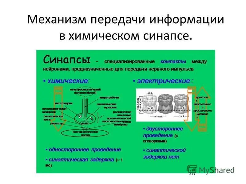 Механизм проведения возбуждения через химический синапс. Передача возбуждения через химический синапс. Механизм проведения возбуждения в синапсах. Передача информации в синапсе. Схема передачи возбуждения в синапсе.