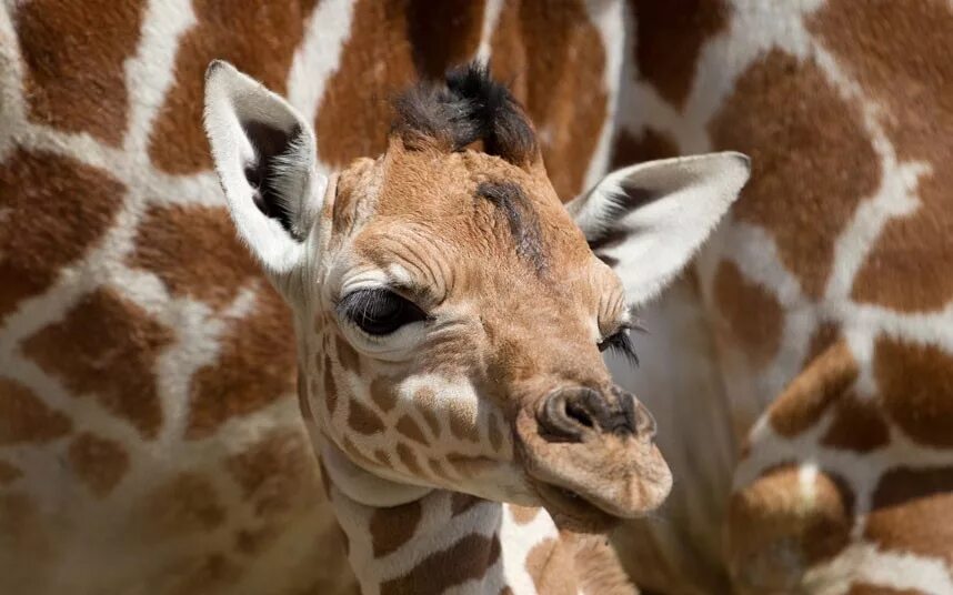 Жираф с детенышем. Маленький Жирафенок. Сколько всего детенышей жирафа родилось за два