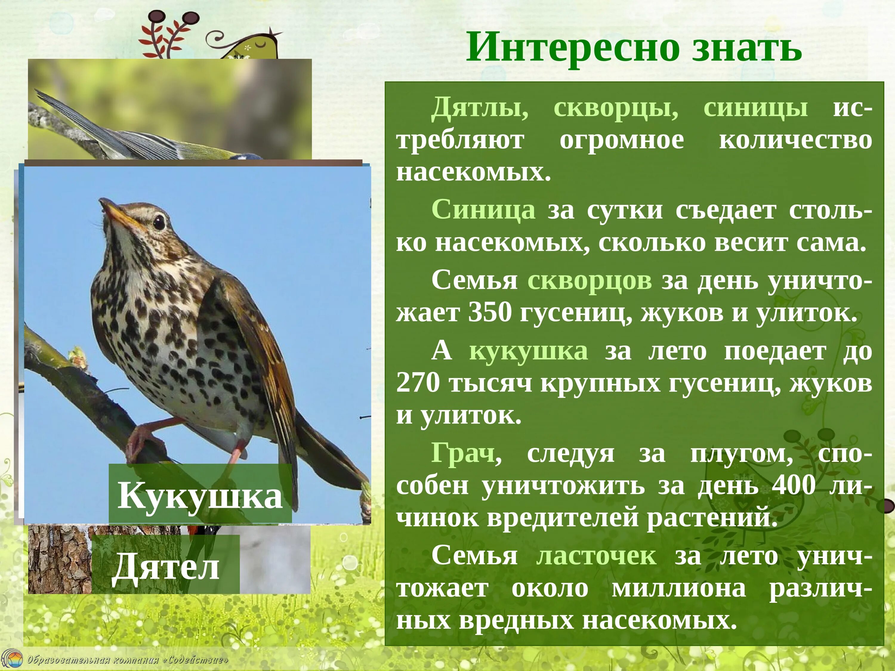 Изменения в жизни птиц весной. Скворец. Календарь прилета птиц весной. Сроки прилёта птиц весной.