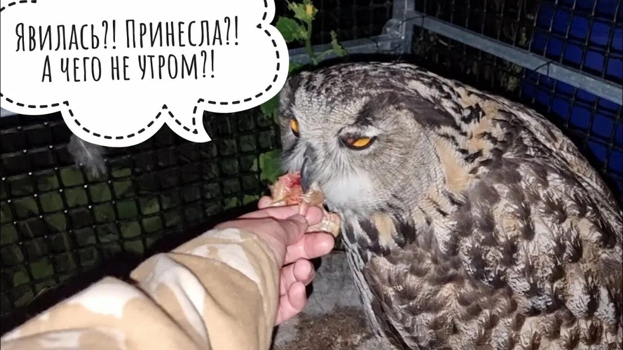 Почему пищит сова. Сове жарко. недовольная сова с едой. совы пищат по ночам. питание сов.