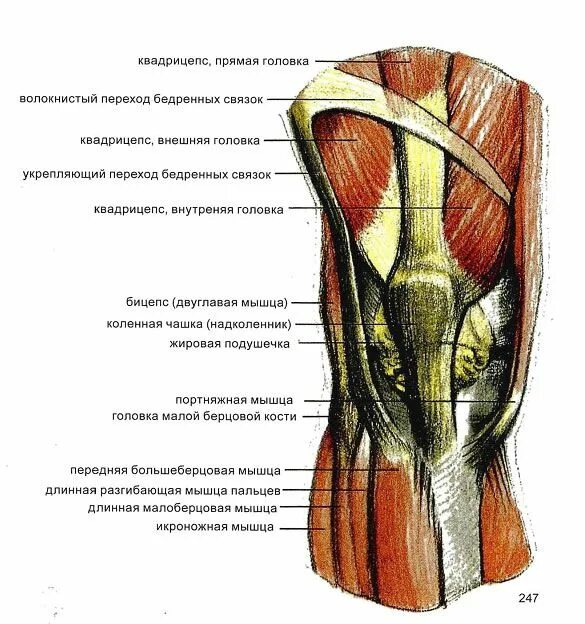 Связка называться. Мышцы коленного сустава человека анатомия связки. Строение колена связки и мышцы сзади. Строение колена связки и мышцы спереди. Строение коленного сустава связки и мышцы и сухожилия.