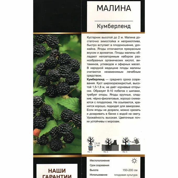 Малина чёрная Кумберленд описание. Малина черная Кумберленд. Чёрная малина Кумберленд шипы. Малина Кумберленд описание. Малина кумберленд описание сорта отзывы