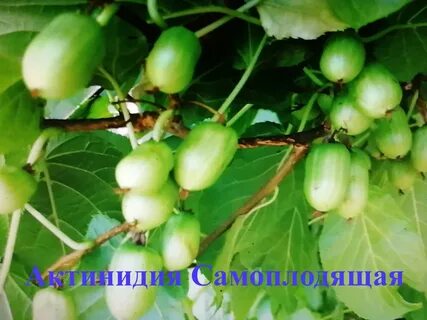 Садоград питомник