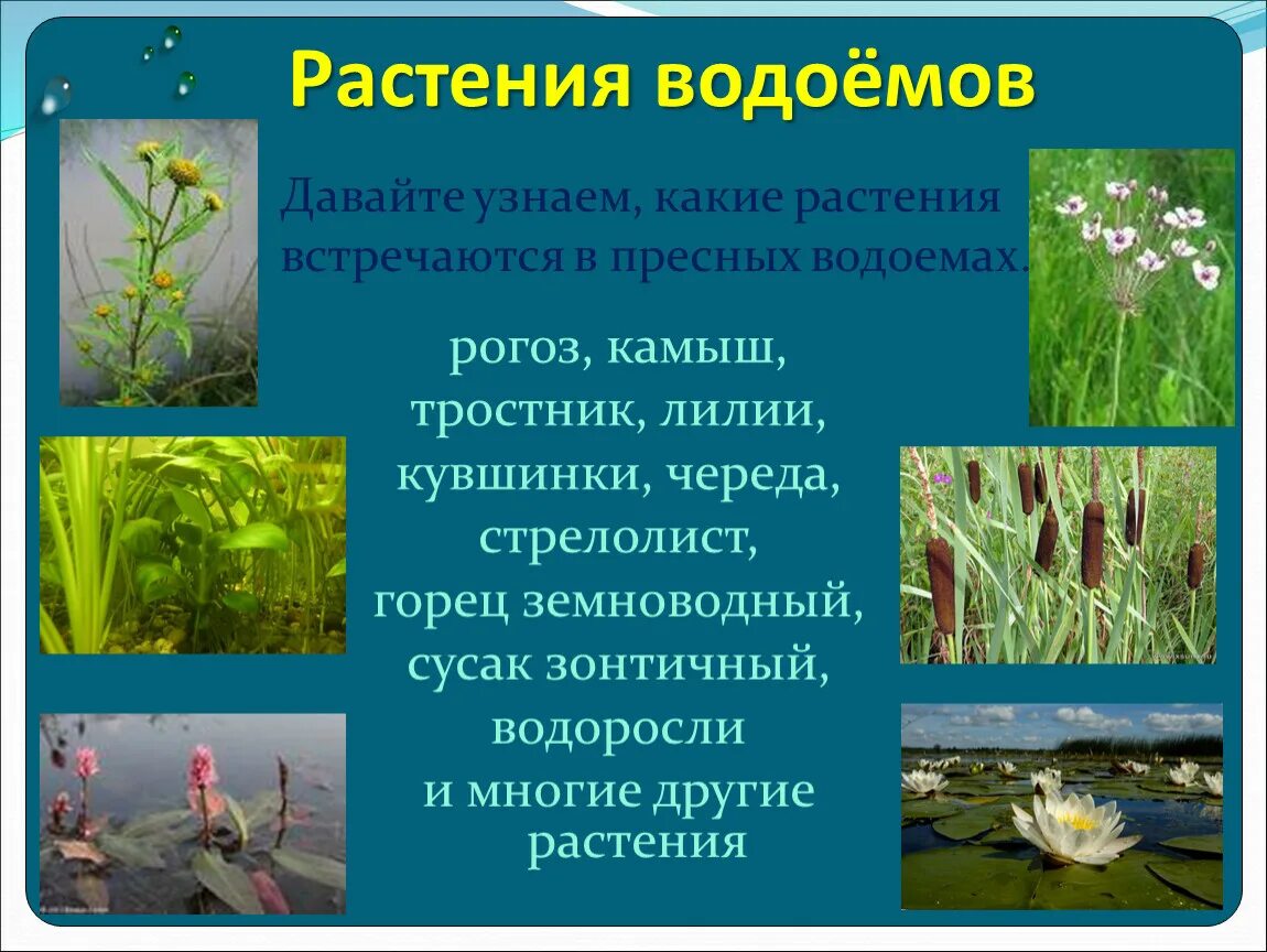 Растения водоемов примеры. Рогоз стрелолист. Рогоз стрелолист Элодея. Кувшинка стрелолист. Обитатели и растения пресных водоемов.