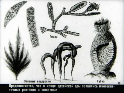 Архей растения