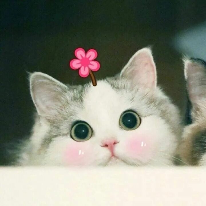 Котята милашки. Cute cat me. Няшный кот. Красивые кошки. Забавные котята.