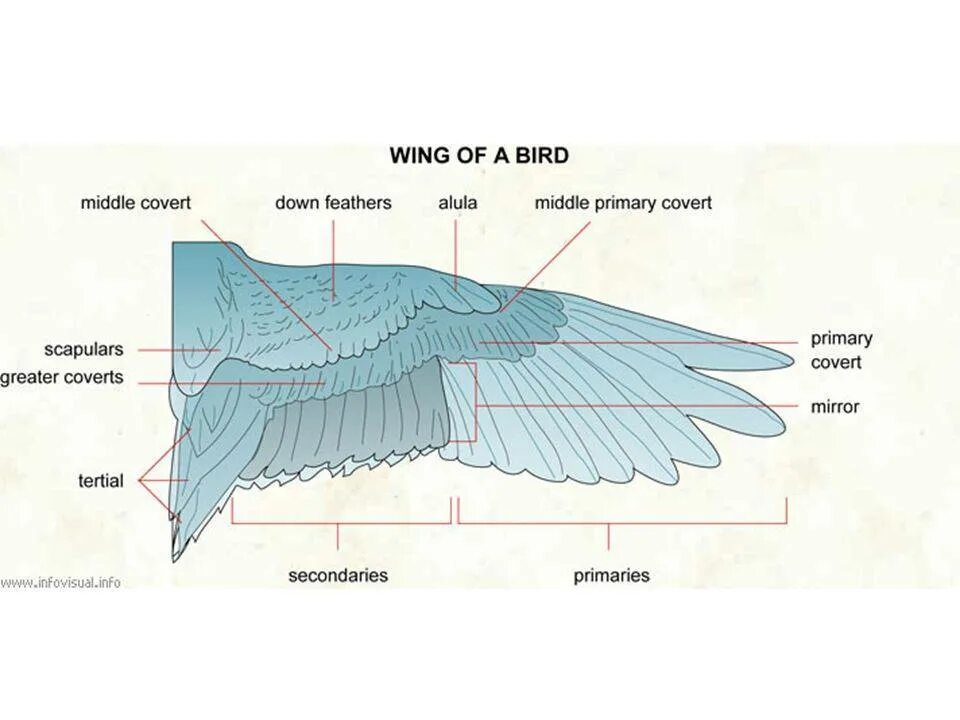 Строение крыла птицы скелет. Строение крыла птицы. Крыло птицы строение. Структура птичьего крыла.