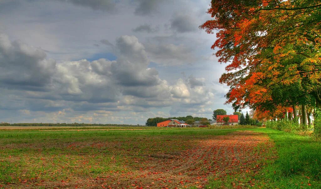 Низкими осенними тучами. Облака осенью. Золотая осень тучи. Тучи на осенней полянке. Оранжевая осень с тучами.