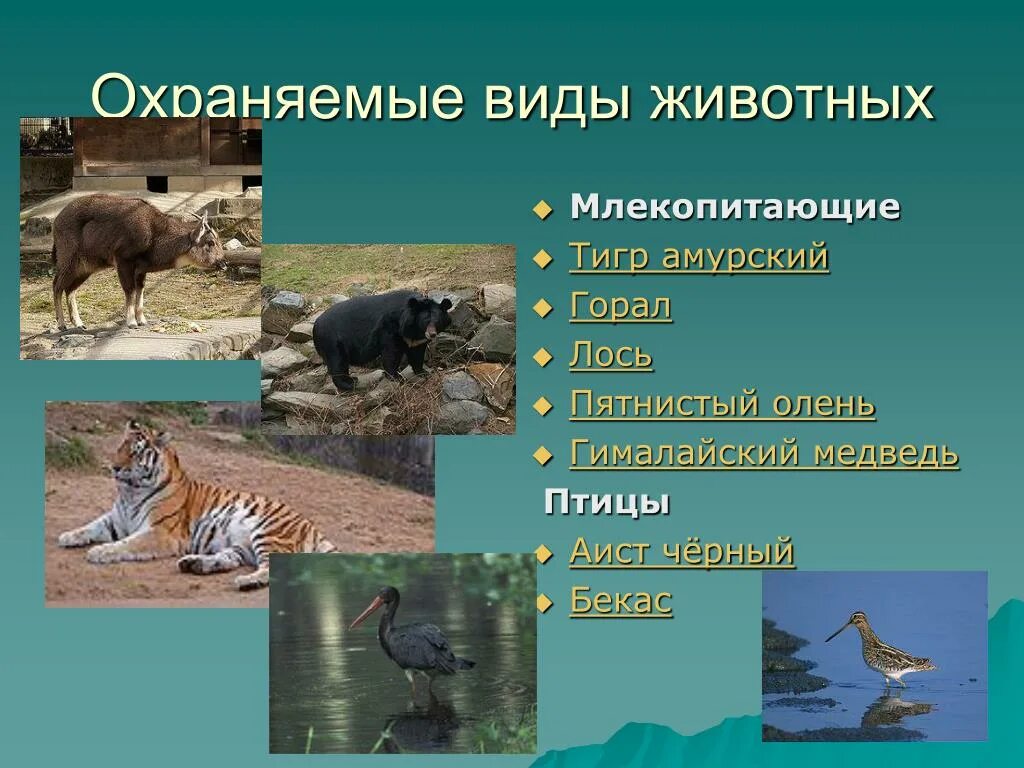 Заказники презентация. Таймырский заповедник презентация. Охрана животных презентация. Охраняемые природные территории виды. Животные под охраной заповедника.