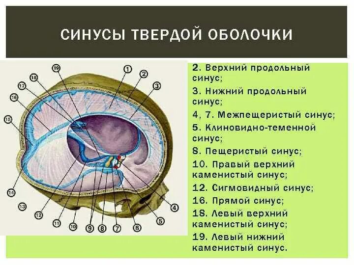 Синусы твердой мозговой оболочки. Сигмовидный синус твердой мозговой оболочки. Топография синусов твердой мозговой оболочки. Пещеристый синус твердой мозговой. Наружная оболочка латынь