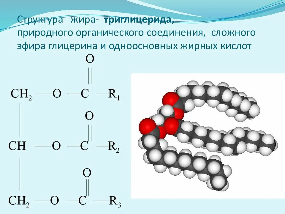 Строения липидов человека. Строение молекулы липида формула. Строение липидов формула. Химическое строение липидов. Строение липидов биология.