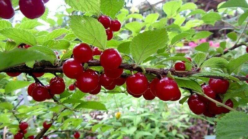 Войлочная натали. Амурка вишня войлочная. вишня войлочная натали куст. вишня китайская войлочная. вишня войлочная красавица востока.