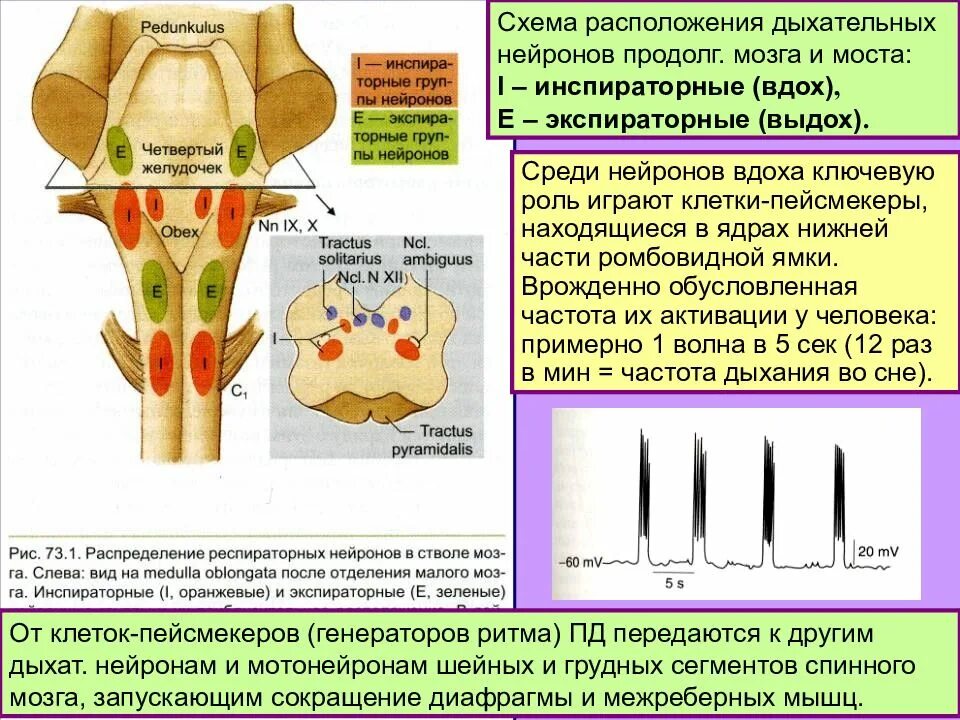 Капилляр щитовидной железы продолговатый мозг. Дыхательные Нейроны продолговатого мозга. Схема расположения дыхательных нейронов. Инспираторные и экспираторные Нейроны дыхательного центра. Локализация дыхательных нейронов.